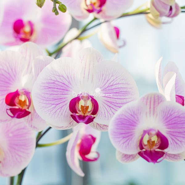 Lan Hồ Điệp Hồng Phát 089