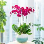 Lan Hồ Điệp Hưng Thịnh 092