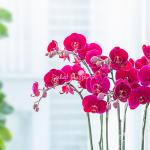 Lan Hồ Điệp Hưng Thịnh 092