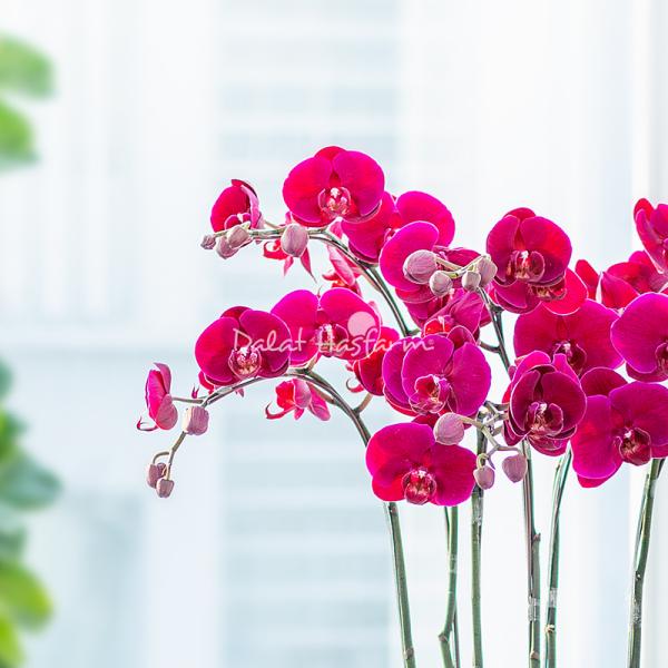 Lan Hồ Điệp Hưng Thịnh 092