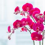 Lan Hồ Điệp Hưng Thịnh 092