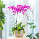 Lan Hồ Điệp Viên Mãn 094