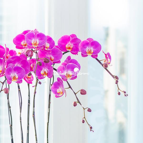 Lan Hồ Điệp Viên Mãn 094