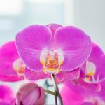 Lan Hồ Điệp Viên Mãn 094