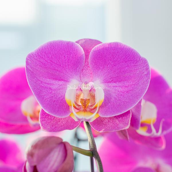 Lan Hồ Điệp Viên Mãn 094