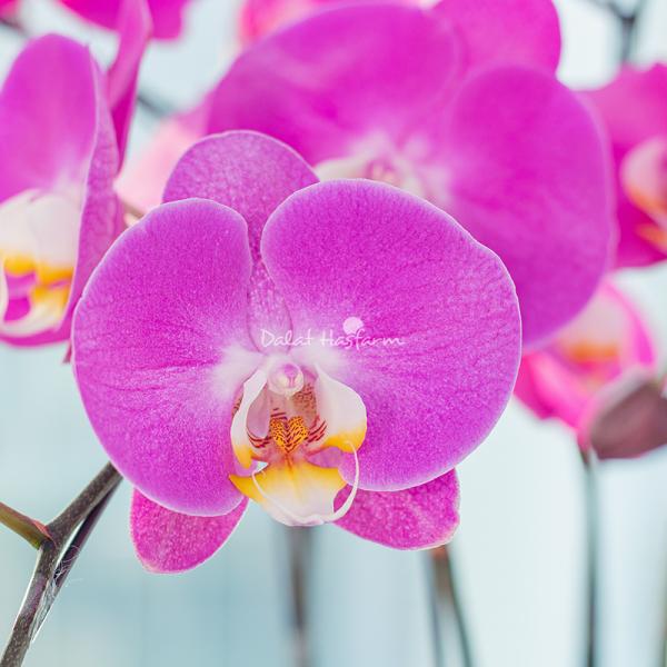 Lan Hồ Điệp Viên Mãn 094