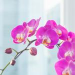 Lan Hồ Điệp Viên Mãn 094