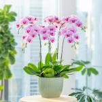 Lan Hồ Điệp Hồng Phát 091