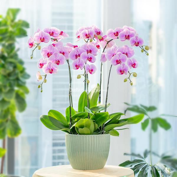 Lan Hồ Điệp Hồng Phát 091