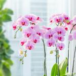 Lan Hồ Điệp Hồng Phát 091