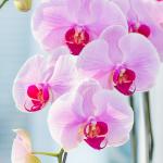 Lan Hồ Điệp Hồng Phát 091