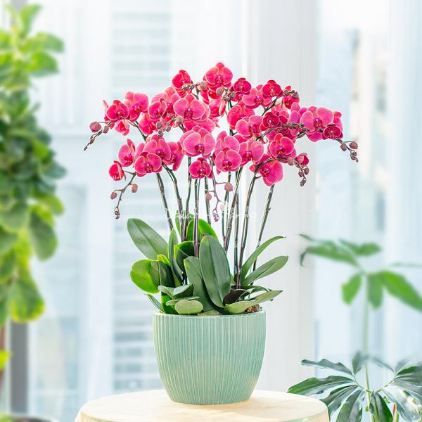 Lan Hồ Điệp Hưng Thịnh 093