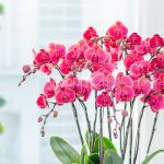 Lan Hồ Điệp Hưng Thịnh 093