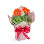 Chậu Giấy Gói Hoa Đồng Tiền 137