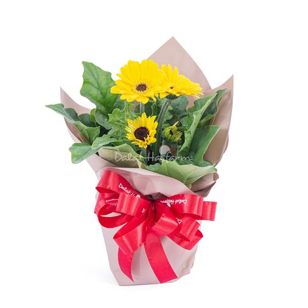 Chậu Giấy Gói Hoa Đồng Tiền 137