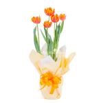 Chậu Giấy Gói Hoa Tulip 127