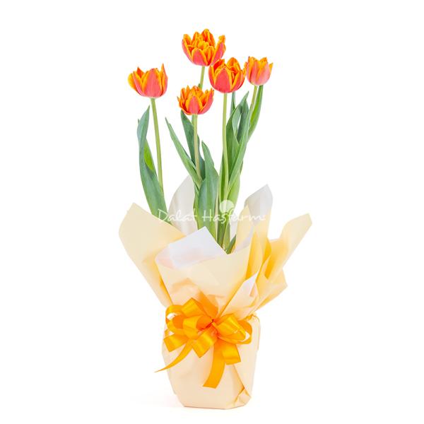 Chậu Giấy Gói Hoa Tulip 127