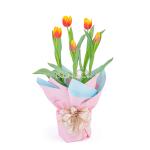 Chậu Giấy Gói Hoa Tulip 127
