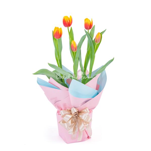 Chậu Giấy Gói Hoa Tulip 127