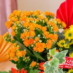 Chậu Hoa Thiết Kế Vạn Lộc 190