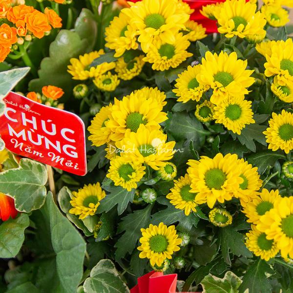 Chậu Hoa Thiết Kế Vạn Lộc 190