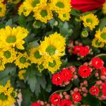 Chậu Hoa Thiết Kế Vạn Lộc 188