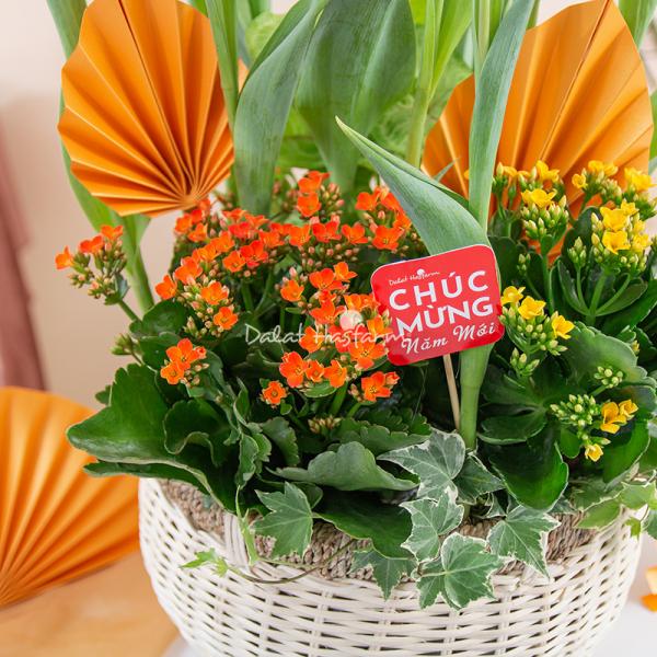 Chậu Hoa Thiết Kế Vạn Lộc 186