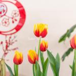 Chậu Hoa Thiết Kế Vạn Lộc 186