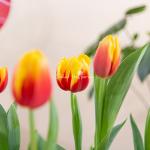 Chậu Hoa Thiết Kế Vạn Lộc 186