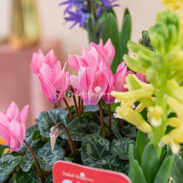 Chậu Hoa Thiết Kế Hương Mùa Xuân 185