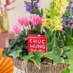 Chậu Hoa Thiết Kế Hương Mùa Xuân 185