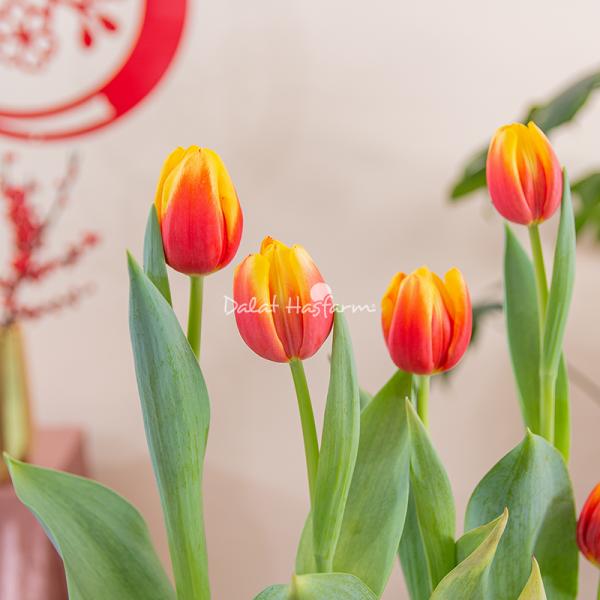 Chậu Hoa Thiết Kế Sắc Xuân 184