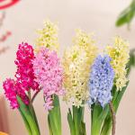 Chậu Hoa Thiết Kế Hương Mùa Xuân 192