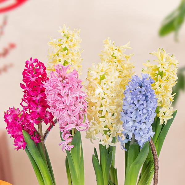 Chậu Hoa Thiết Kế Hương Mùa Xuân 192