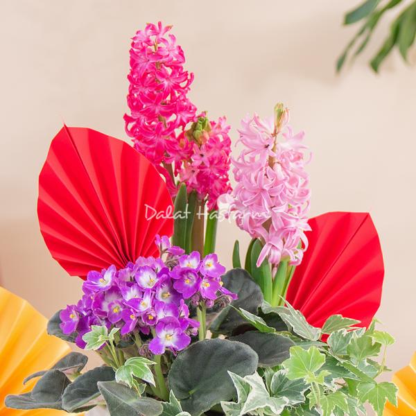 Chậu Hoa Thiết Kế Hương Mùa Xuân 187