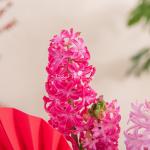 Chậu Hoa Thiết Kế Hương Mùa Xuân 187