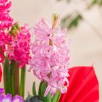 Chậu Hoa Thiết Kế Hương Mùa Xuân 187