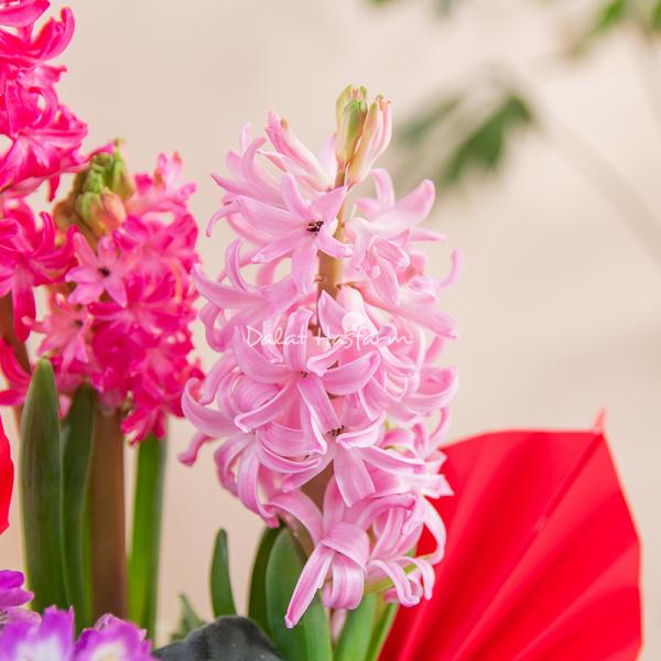 Chậu Hoa Thiết Kế Hương Mùa Xuân 187