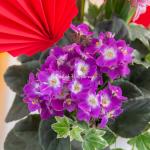 Chậu Hoa Thiết Kế Hương Mùa Xuân 187