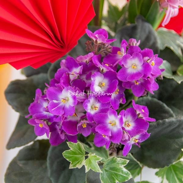 Chậu Hoa Thiết Kế Hương Mùa Xuân 187