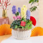 Chậu Hoa Thiết Kế Hương Mùa Xuân 185