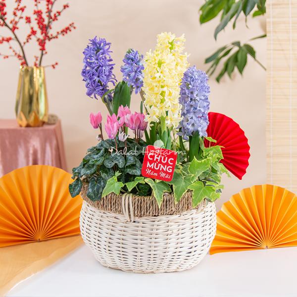 Chậu Hoa Thiết Kế Hương Mùa Xuân 185