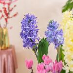 Chậu Hoa Thiết Kế Hương Mùa Xuân 185