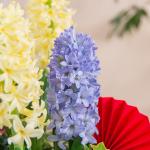 Chậu Hoa Thiết Kế Hương Mùa Xuân 185