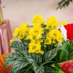 Chậu Hoa Thiết Kế Vạn Lộc 191