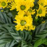 Chậu Hoa Thiết Kế Vạn Lộc 191