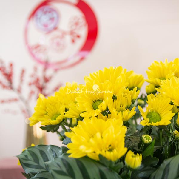 Chậu Hoa Thiết Kế Vạn Lộc 191