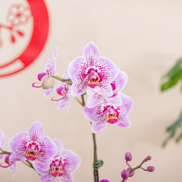 Chậu Hoa Thiết Kế Như Ý 195