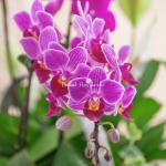 Chậu Hoa Thiết Kế Như Ý 195