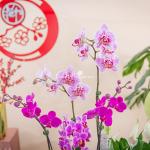 Chậu Hoa Thiết Kế Như Ý 195